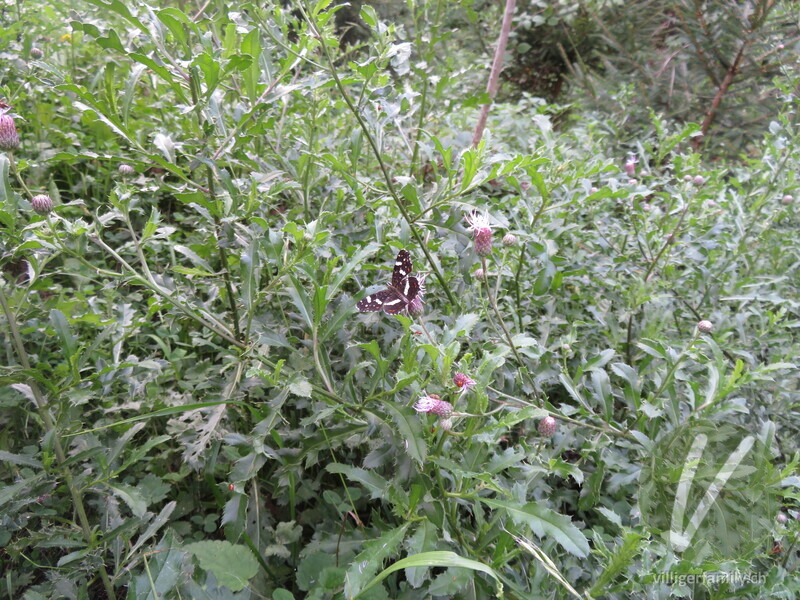 Kleiner Eisvogel: Übersicht